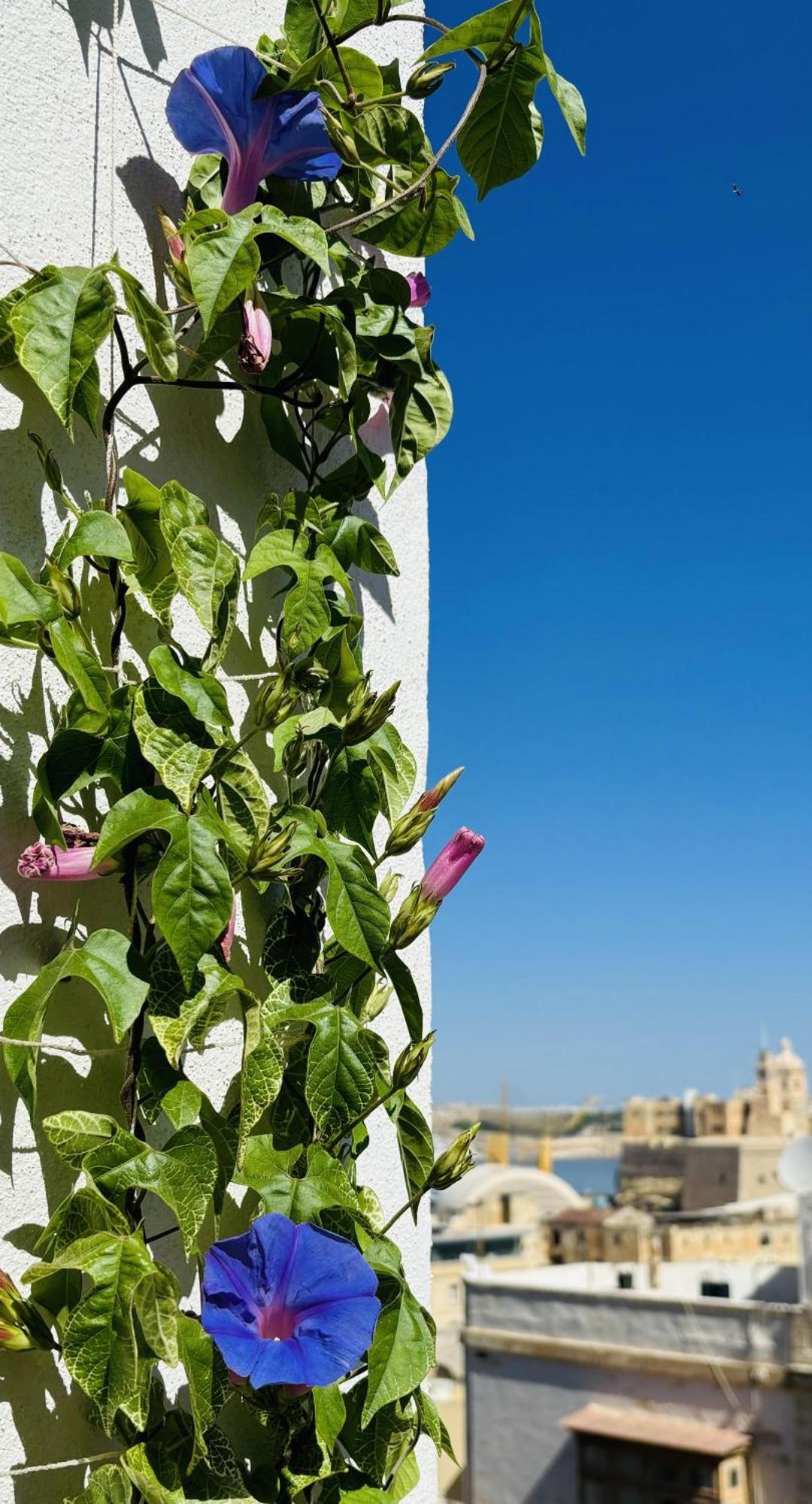 Casa Maria Tereza Bed & Breakfast Cospicua Exterior photo